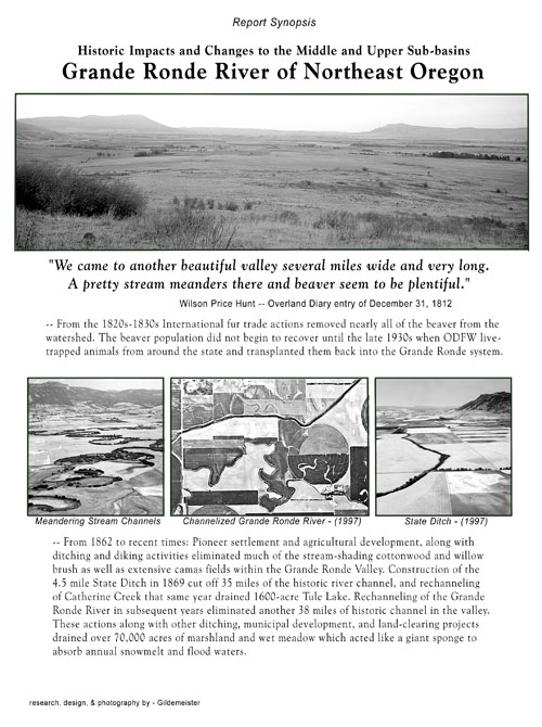 Western Spruce Budworm - Perry OR 1991